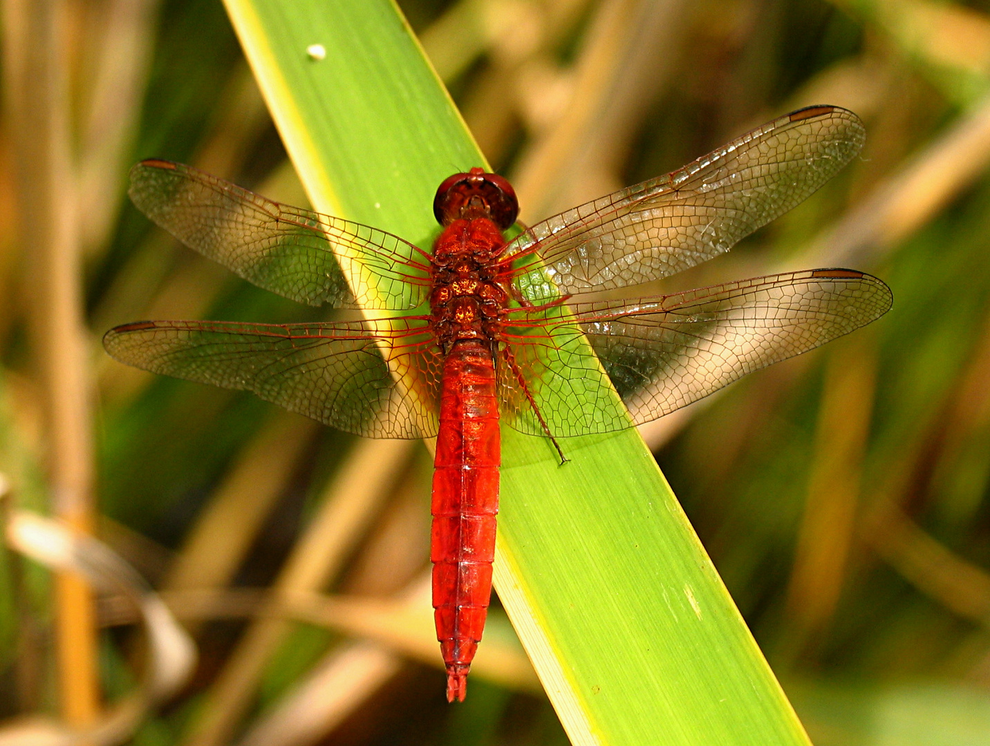 --- Feuerlibelle (Crocothemis erythraea) ---