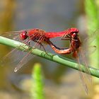 --- Feuerlibelle (Crocothemis erythraea) --- 