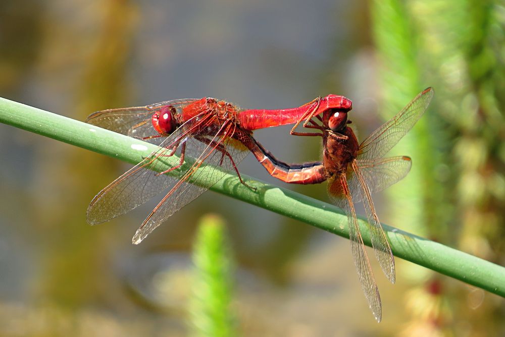 --- Feuerlibelle (Crocothemis erythraea) --- 