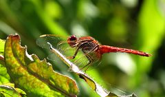 --- Feuerlibelle (Crocothemis erythraea) ---