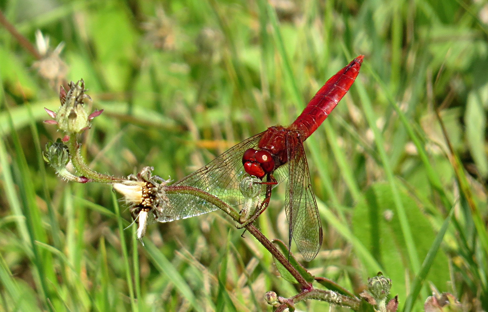 --- Feuerlibelle (Crocothemis erythraea) ---