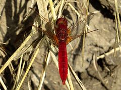 --- Feuerlibelle (Crocothemis erythraea) ---