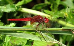 --- Feuerlibelle (Crocothemis erythraea) ---