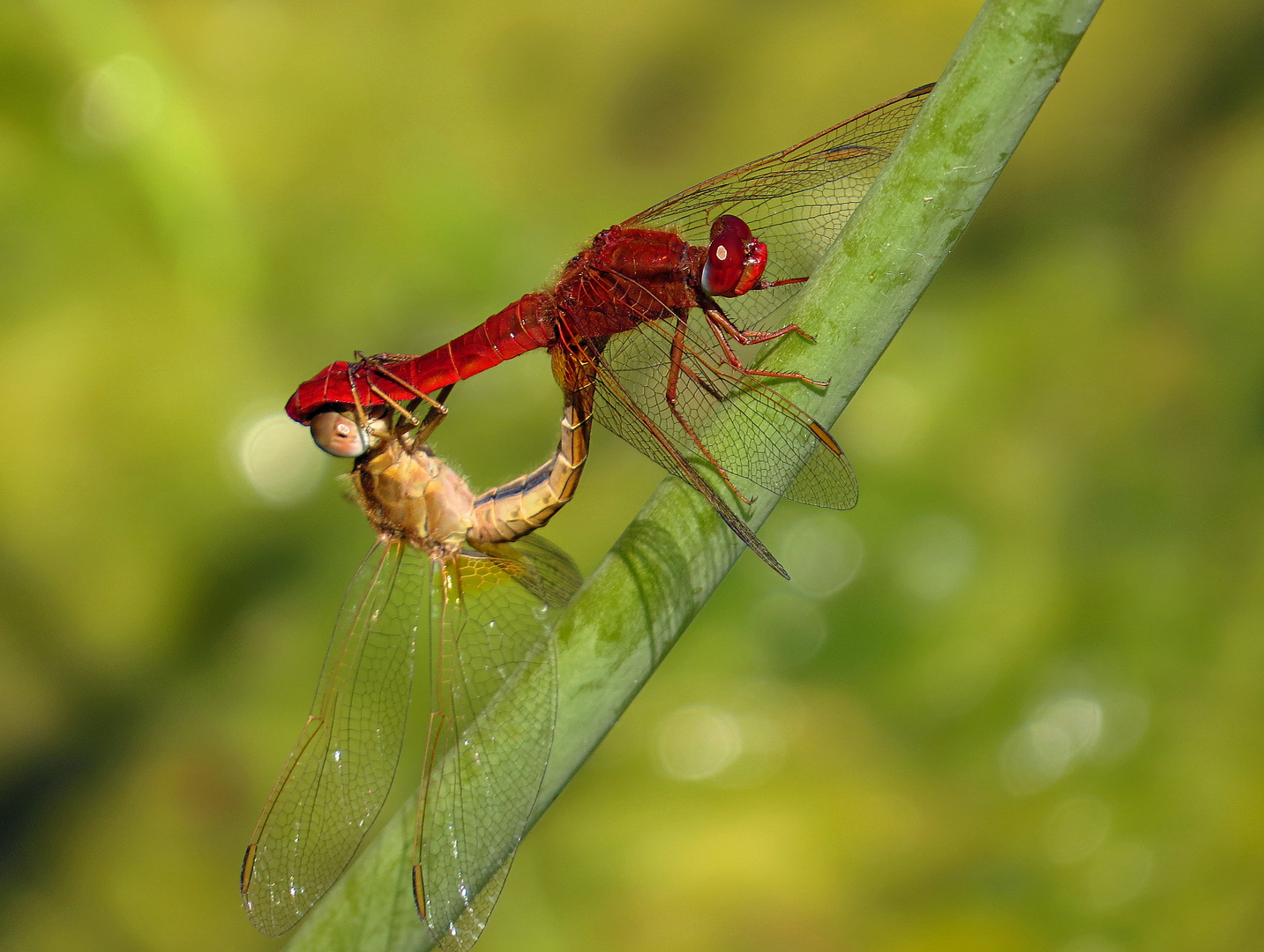 --- Feuerlibelle (Crocothemis erythraea) ---