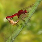 --- Feuerlibelle (Crocothemis erythraea) ---