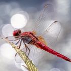 Feuerlibelle – crocothemis erythraea