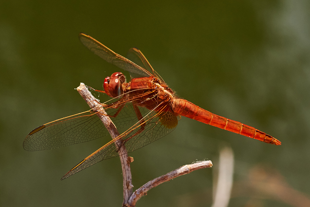 Feuerlibelle (Crocothemis erythraea)