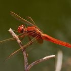 Feuerlibelle (Crocothemis erythraea)