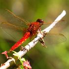 --- Feuerlibelle (Crocothemis erythraea) ---