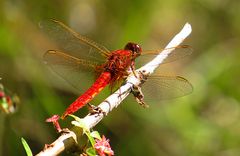 --- Feuerlibelle (Crocothemis erythraea) ---