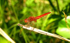 --- Feuerlibelle (Crocothemis erythraea) --- 