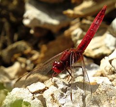 --- Feuerlibelle (Crocothemis erythraea) ---