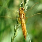 --- Feuerlibelle (Crocothemis erythraea) ---