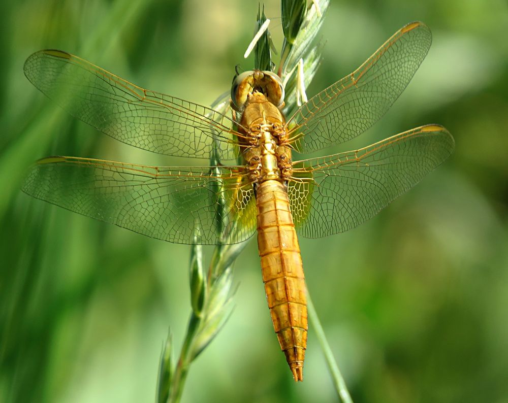 --- Feuerlibelle (Crocothemis erythraea) ---