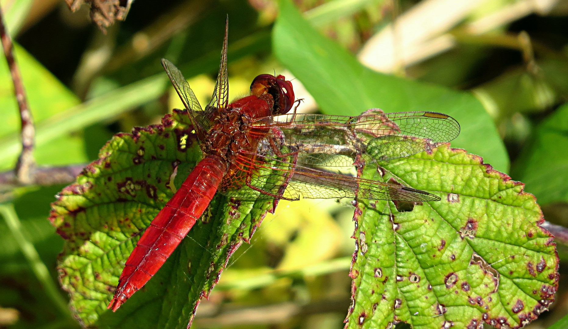 --- Feuerlibelle (Crocothemis erythraea) ---