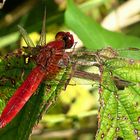 --- Feuerlibelle (Crocothemis erythraea) ---