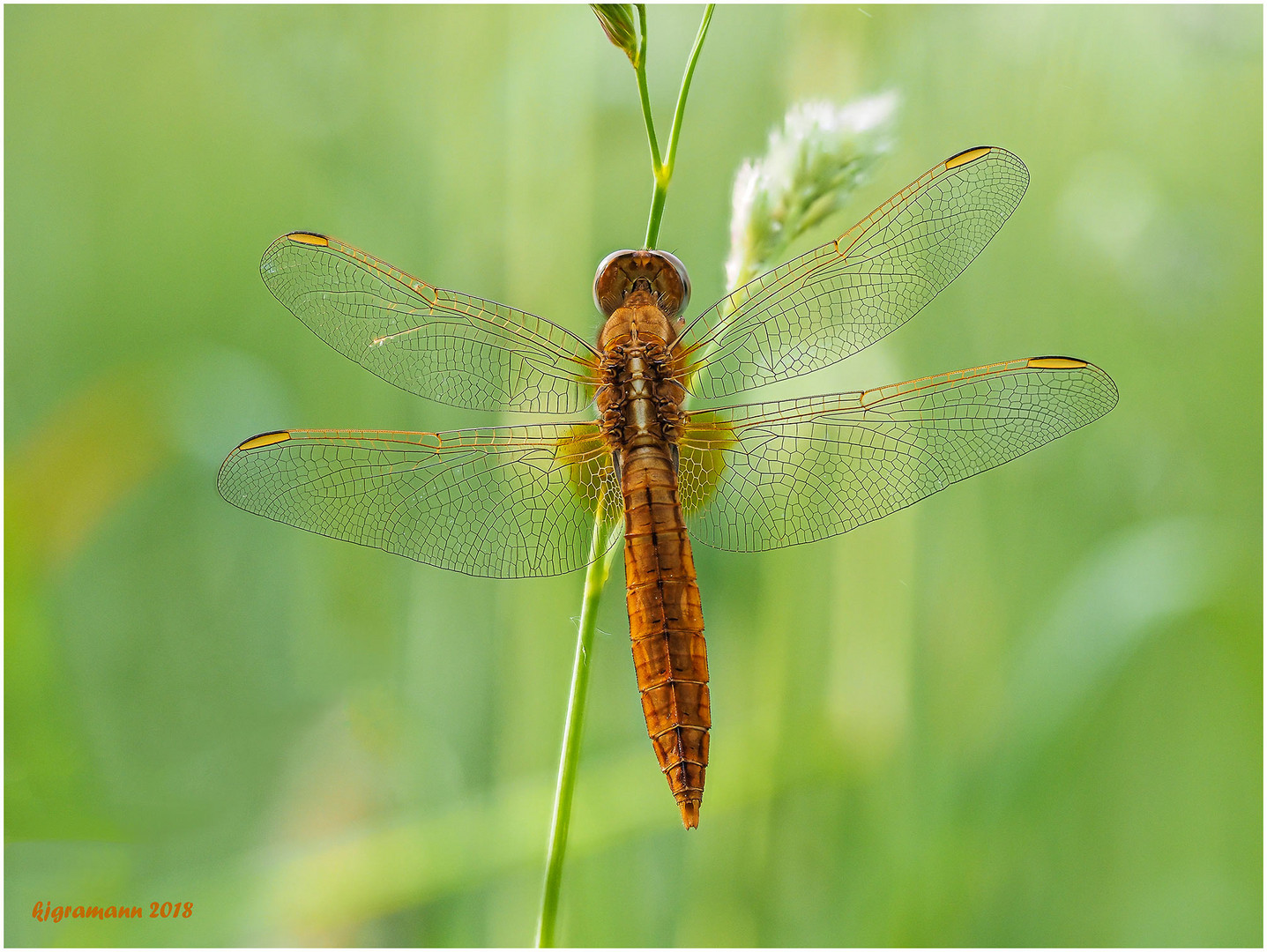 feuerlibelle (crocothemis erythraea).....