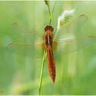 feuerlibelle (crocothemis erythraea).....