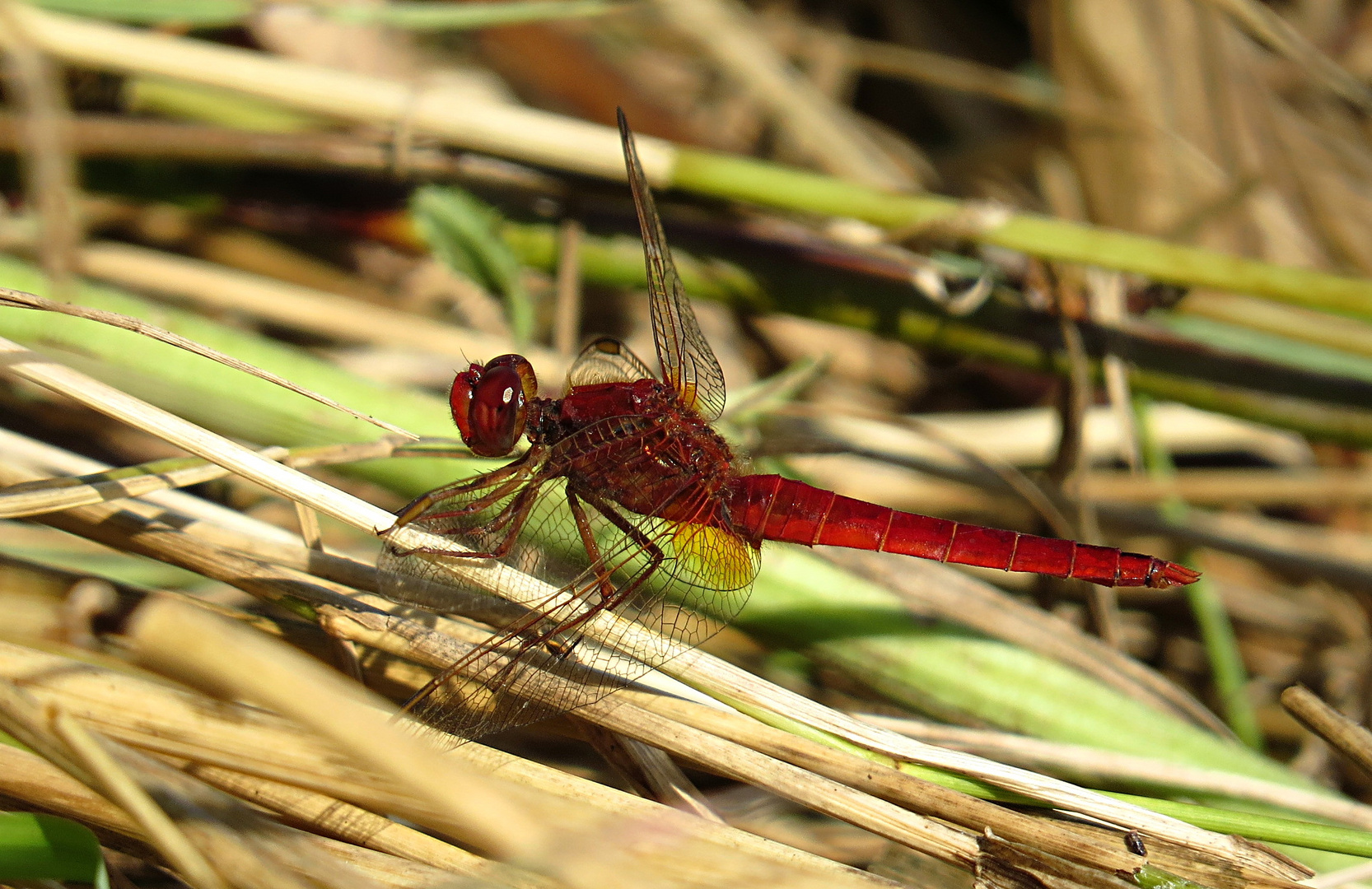 --- Feuerlibelle (Crocothemis erythraea) ---