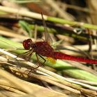 --- Feuerlibelle (Crocothemis erythraea) ---