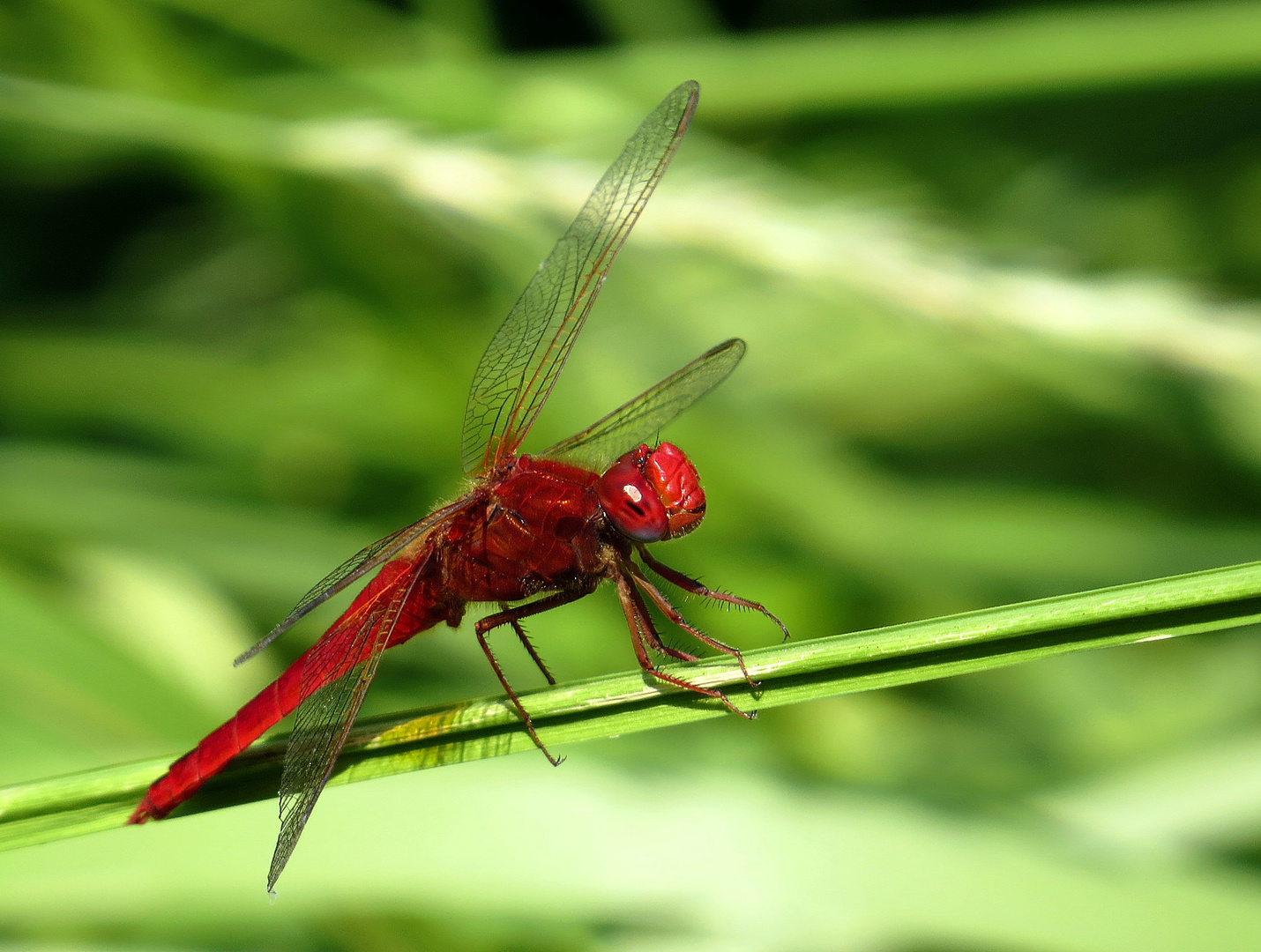 ... Feuerlibelle (Crocothemis erythraea) ... 