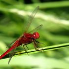 ... Feuerlibelle (Crocothemis erythraea) ... 