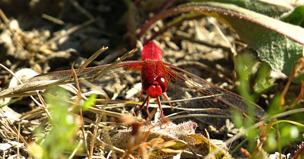 --- Feuerlibelle (Crocothemis erythraea) ---