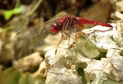 --- Feuerlibelle (Crocothemis erythraea) ---