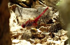 --- Feuerlibelle (Crocothemis erythraea) ---