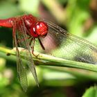 --- Feuerlibelle (Crocothemis erythraea) ---