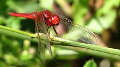 --- Feuerlibelle (Crocothemis erythraea) ---