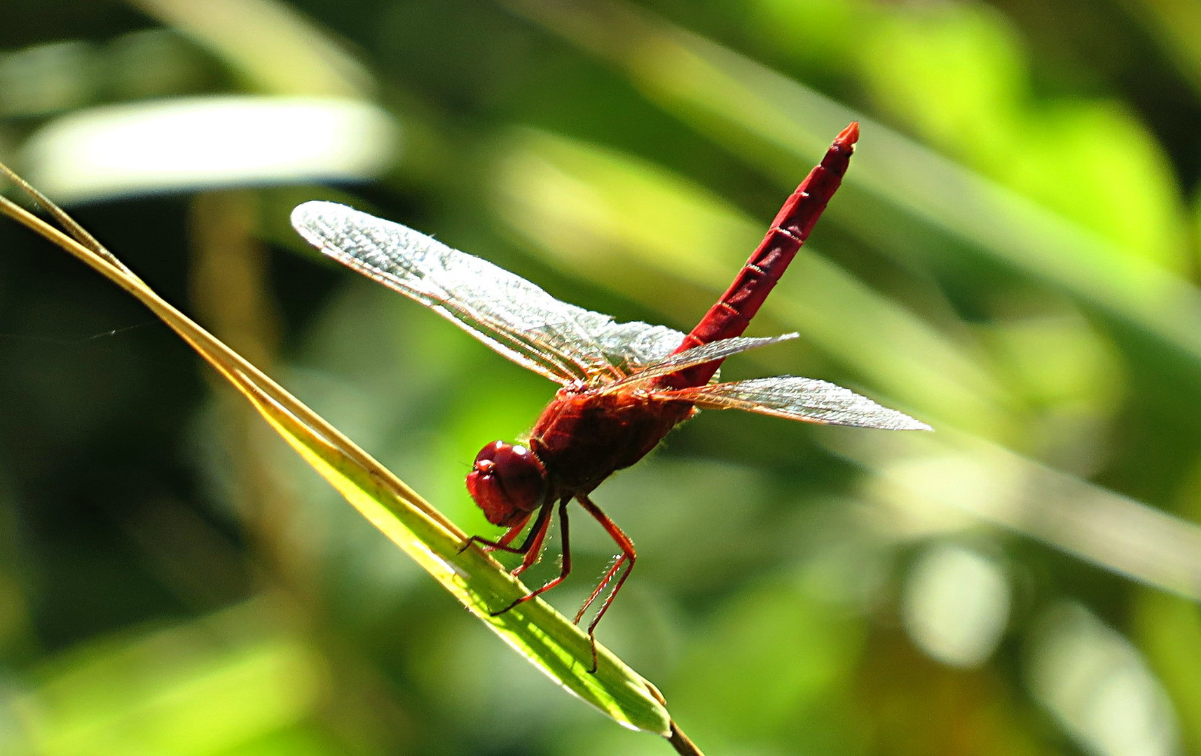 --- Feuerlibelle (Crocothemis erythraea) ---