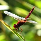 --- Feuerlibelle (Crocothemis erythraea) ---