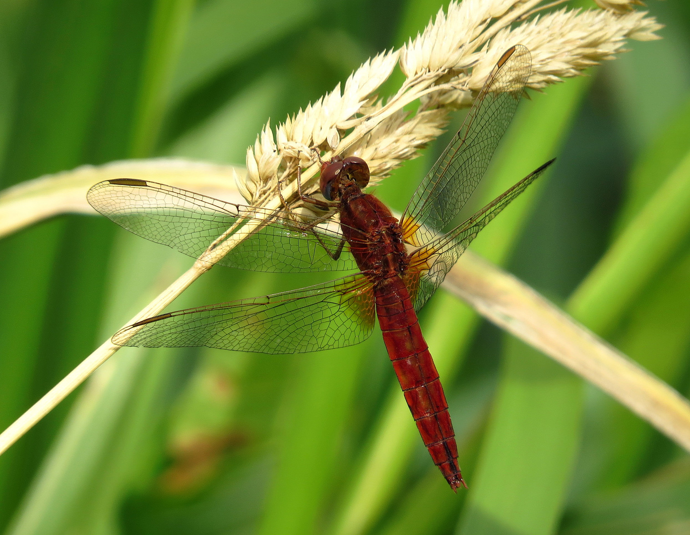 ... Feuerlibelle (Crocothemis erythraea) ...