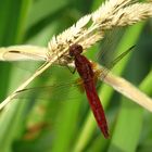 ... Feuerlibelle (Crocothemis erythraea) ...