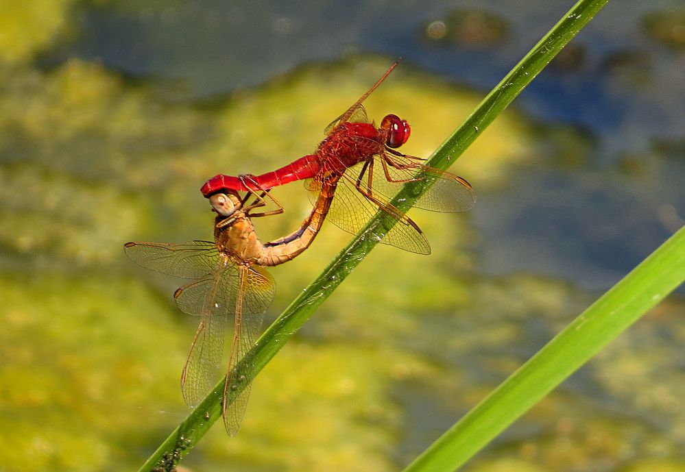 --- Feuerlibelle (Crocothemis erythraea) ---