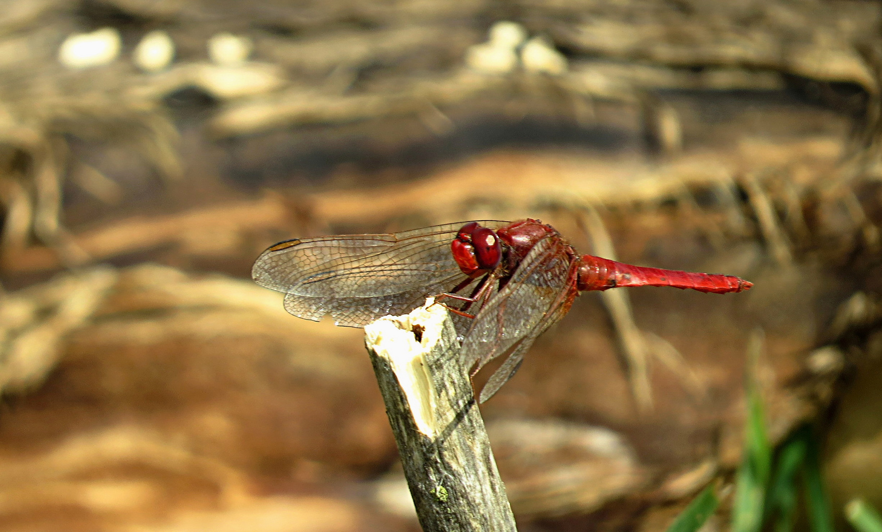 --- Feuerlibelle (Crocothemis erythraea) --- 