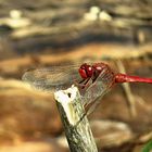 --- Feuerlibelle (Crocothemis erythraea) --- 