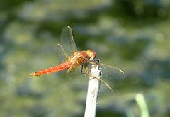 --- Feuerlibelle (Crocothemis erythraea) ---