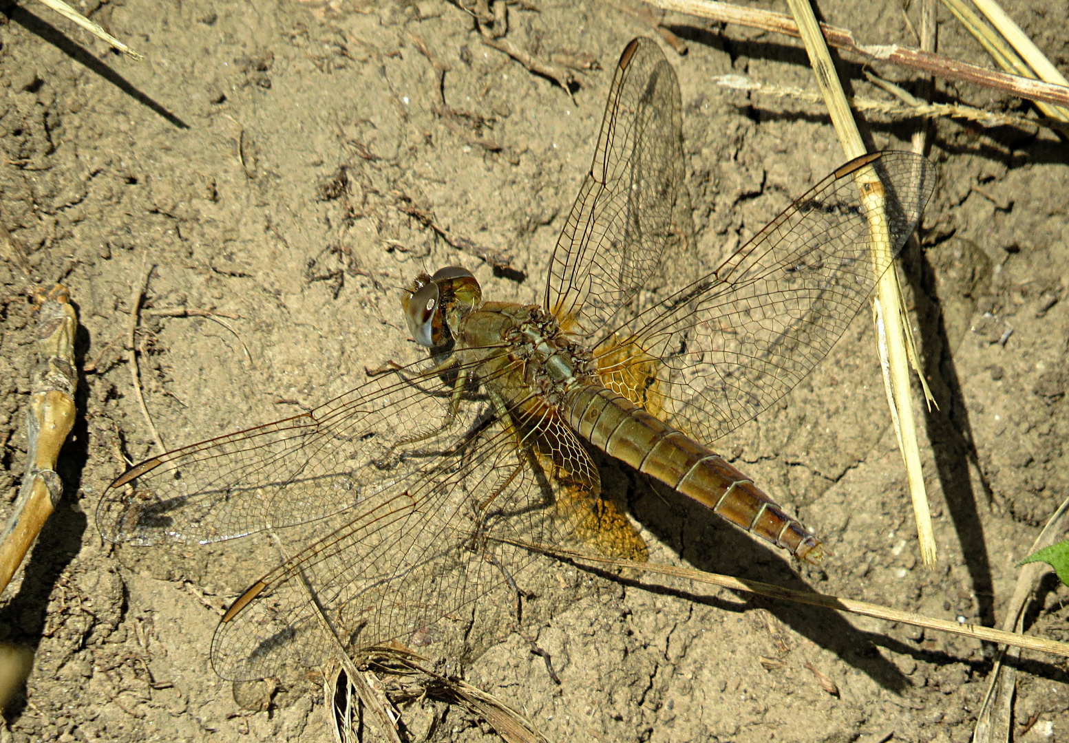 --- Feuerlibelle (Crocothemis erythraea) ---