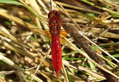 --- Feuerlibelle (Crocothemis erythraea) ---