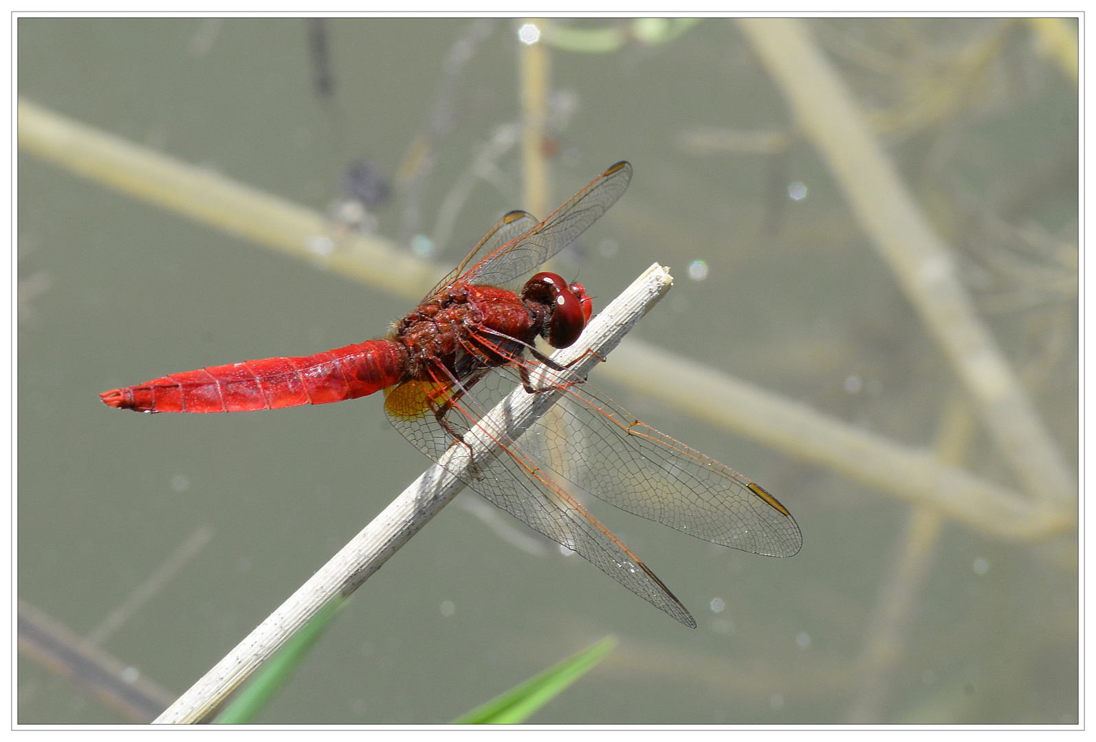 Feuerlibelle – Crocothemis erythraea