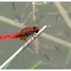 Feuerlibelle – Crocothemis erythraea