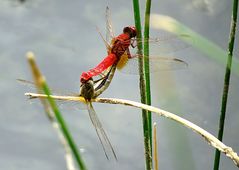 --- Feuerlibelle (Crocothemis erythraea) ---