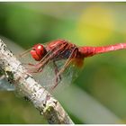 Feuerlibelle (Crocothemis erythraea)