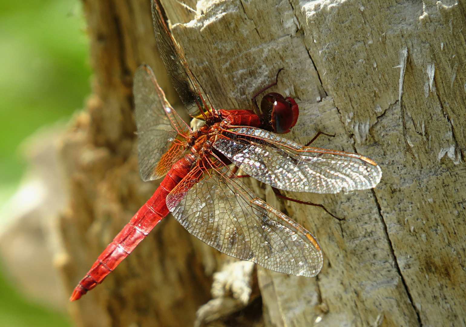 --- Feuerlibelle (Crocothemis erythraea) ---