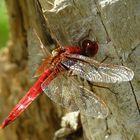 --- Feuerlibelle (Crocothemis erythraea) ---