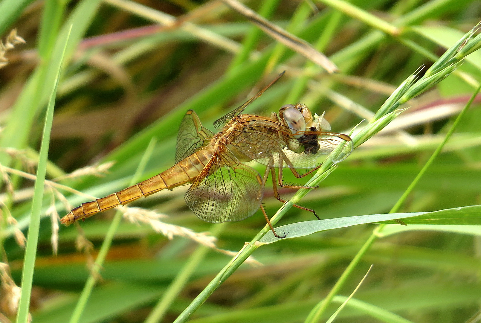 ... Feuerlibelle (Crocothemis erythraea) ...