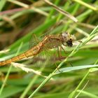 ... Feuerlibelle (Crocothemis erythraea) ...