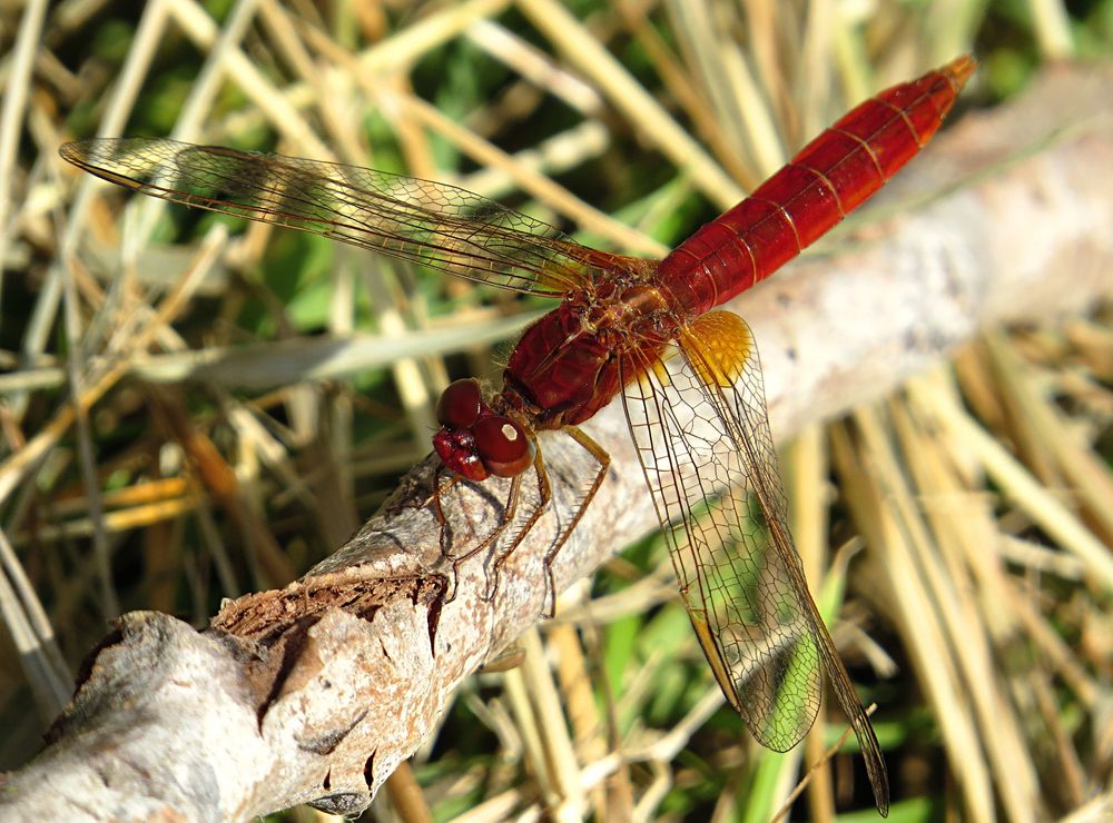 --- Feuerlibelle (Crocothemis erythraea) ---